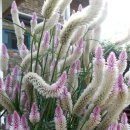 여우꼬리 이미지