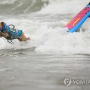 Dog&dog 연합뉴스