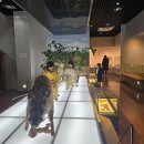 검단선사박물관 | 검단선사박물관 9살 아이와 다녀온 후기 무료지만 정말 알참!