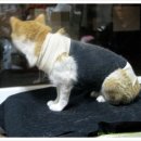 사하라동물병원 이미지