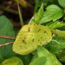 노랑나비 이미지