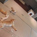 착한개조아 이미지