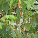 왕산농장 이미지