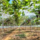 김대환농장 이미지