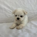 오독안심분양센터 강아지분양 고양이분양 하남점 이미지