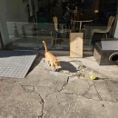 남사-13 | [청주카페] 청주 성안길 디저트 / 크리스마스 트리 말차 무스 / '소수점'