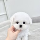 우리퍼피 이미지