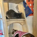 후미후미 이미지