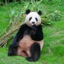 판다 이미지