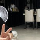 숯양두마리치킨 서면점 이미지