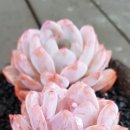 먼로농장 이미지