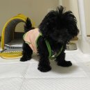 장현동물병원 이미지