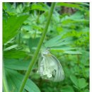 산마늘밥 이미지