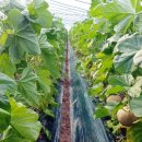 세지농장 이미지