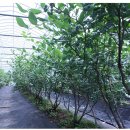 자연농원여명 이미지