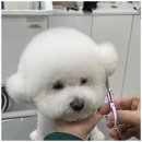 아지묭실 이미지