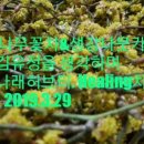 꽃나래허브 이미지