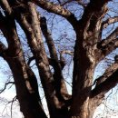 남원 진기리 느티나무 이미지