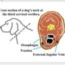 강동물병원 이미지
