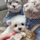 태원켄넬 이미지