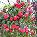 외연도1 이미지