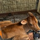 대천농장 | 보령/대천 1박2일 여행 (2) - 바닷가 구경, 우유농장 체험