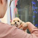 나나펫살롱 이미지