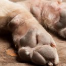 아지발바닥 이미지