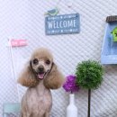 큐티펫살롱 이미지