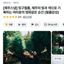 밍구필름