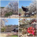 운평선생 문집판목 | 대전 우암사적공원, 한옥담장 너머 봄꽃 가득, 매화 명자나무꽃 전각엔 봄