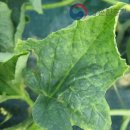 성주참외원예농협 이미지