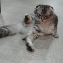 꼼지락꼼지 이미지