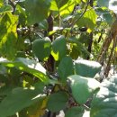 정례농장 이미지