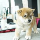 애견명가 이미지