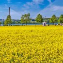 왕숙천공원 왕숙천1교하부 | 구리한강시민공원 유채꽃(경기도 구리시)