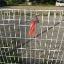 광릉내 애견 이미지