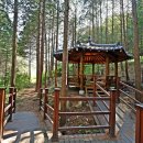 건천편백숲내음길 네이버블로그