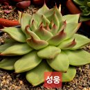 성웅 카카오 검색결과