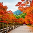 금선에너지 | 아이와 함께 떠나는 내장산 단풍 여행: 가족 여행 추천 코스 완벽 가이드