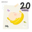 서해동물병원 | 내가 겪은 임신 중기(20~27주) 증상과 신체 변화 기록