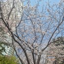 삼성 시장 화장실 | 🌸 내돈내산 취미일기 #2 감천 삼성여고 뒤 옥녀봉 산책 후기 (봄 제대로 왔다)