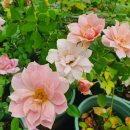 화이트 클라우드 이미지