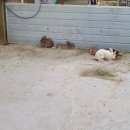 새운농장 이미지