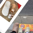 혼자두면 장판뜯어서 차린 개카페 이미지