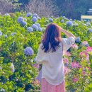 구름이쉬어가는농원 | 베트남 달랏 여행 일정 가볼만한 곳 구름사냥 선라이즈 투어 후기