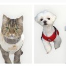 댕댕이 미용실 이미지