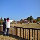 안전목장 이미지