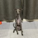 개밥드슈 | 아이쥐 블로그 - 강아지수제간식 “개밥드슈” 추천 및 급여 후기