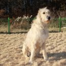 애견가족 이미지